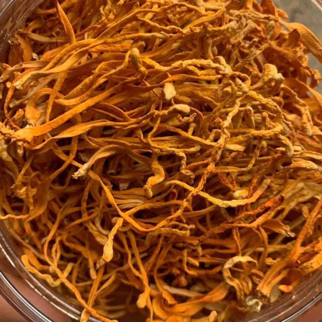 Sỉ toàn quốc 500g đông trùng hạ thảo