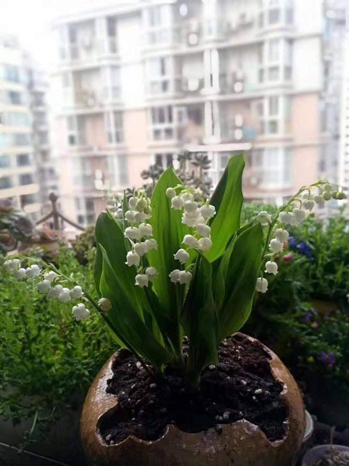 Bộ 3 củ giống hoa linh lan trắng - 3 củ