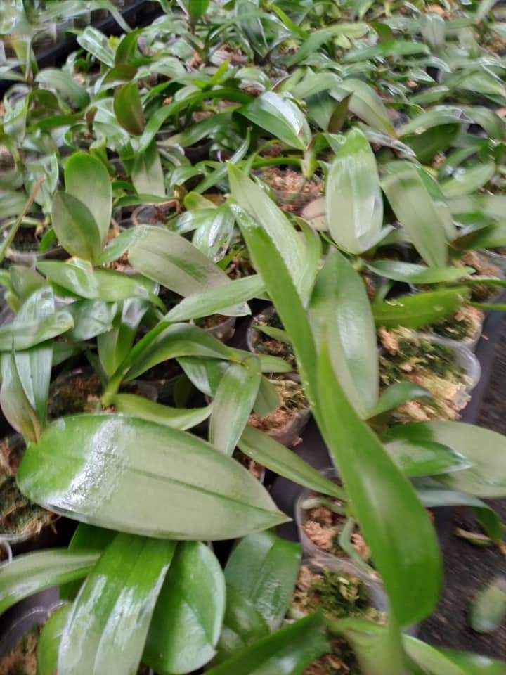 Lan Hồ Điệp Giống ( combo 5 cây)