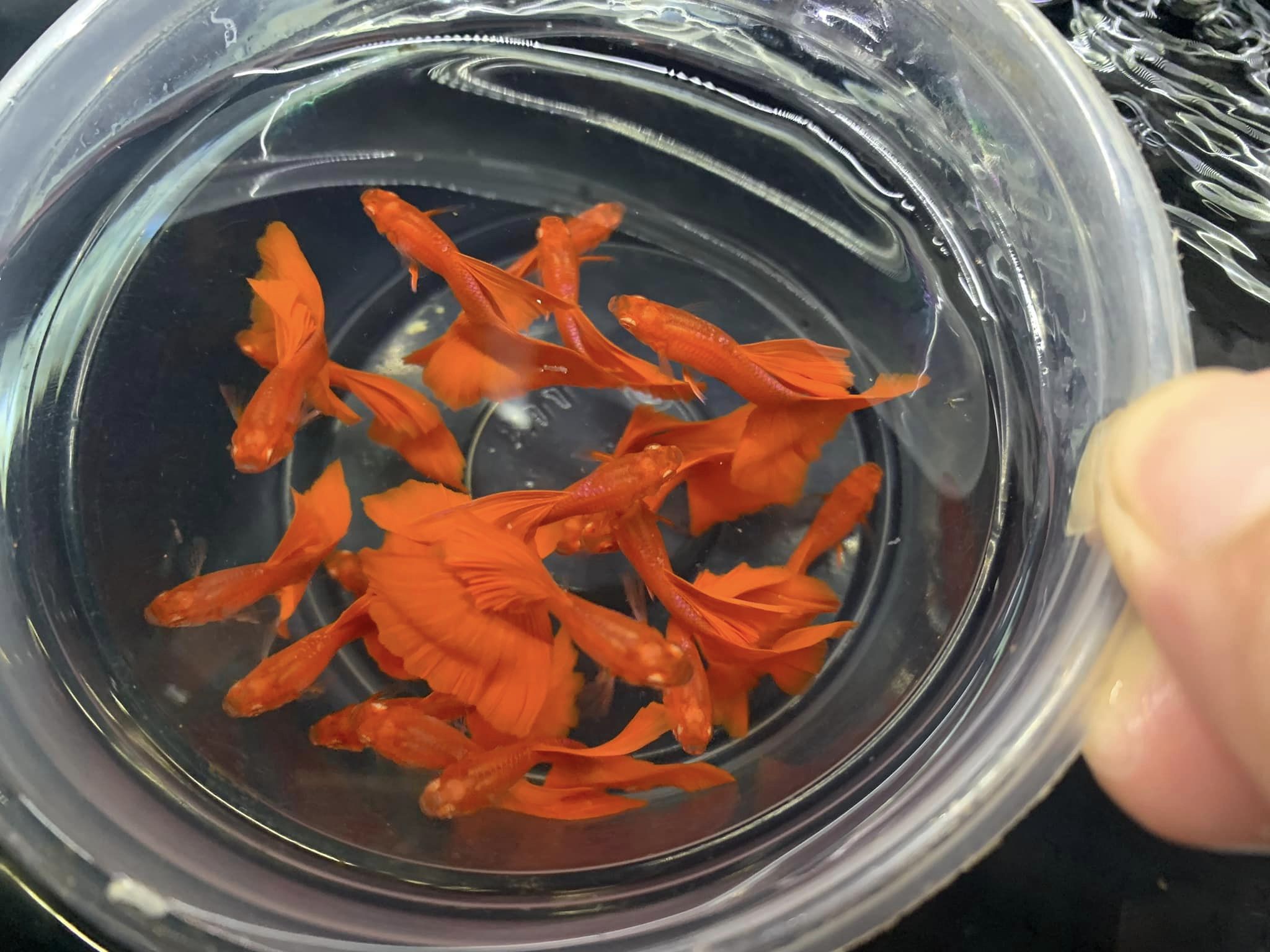 full red bds guppy siêu đỏ - trang trí hồ
