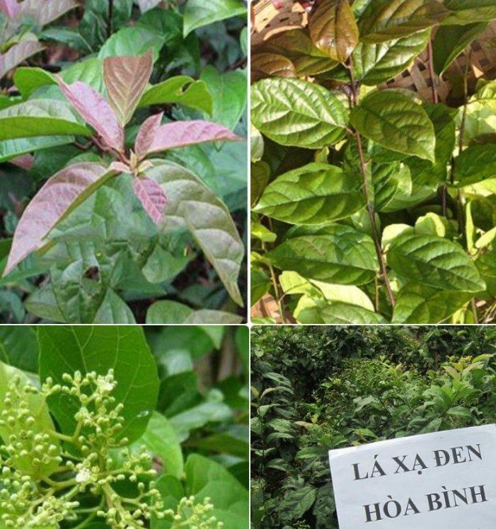Hạt Giống Cây Xạ Đen - ( Cây dược liêu- 50hạt )