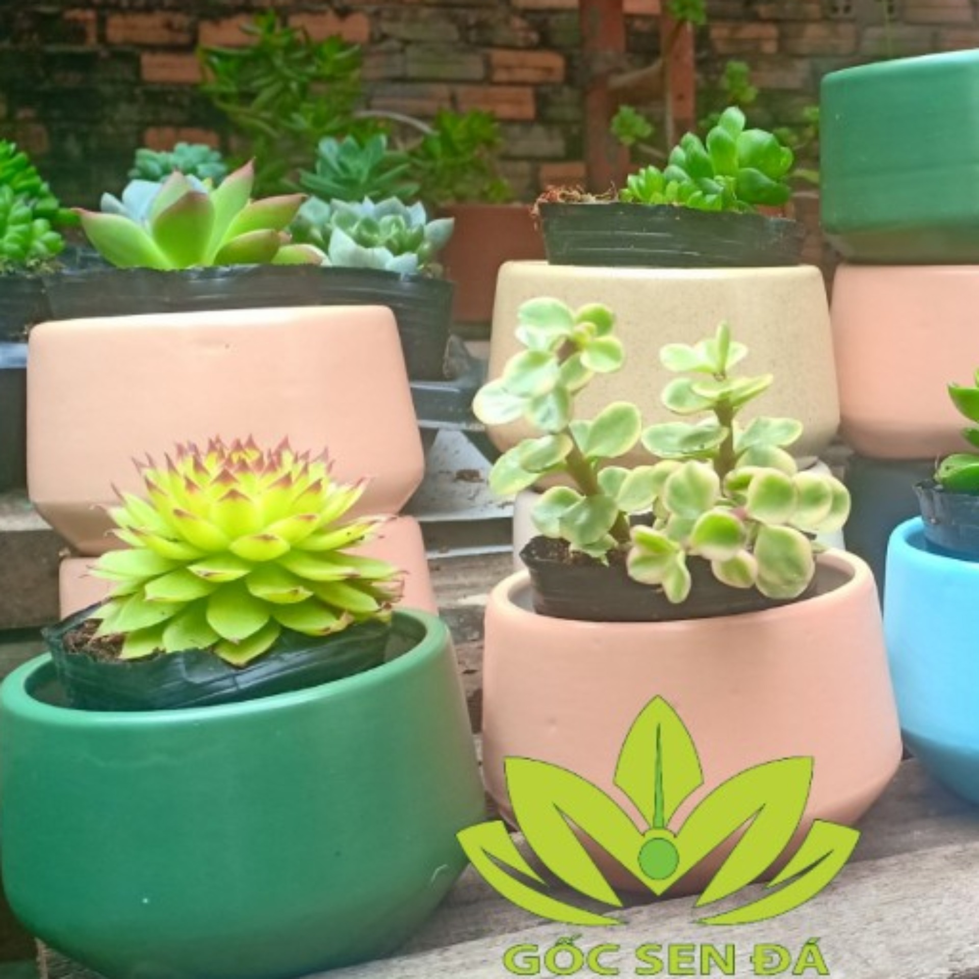 Combo 5 cây sen đá ( cả cây và chậu )