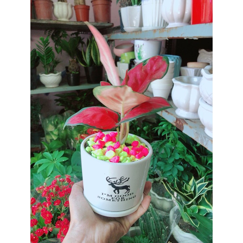 Chậu Cây Huyết Rồng Đỏ