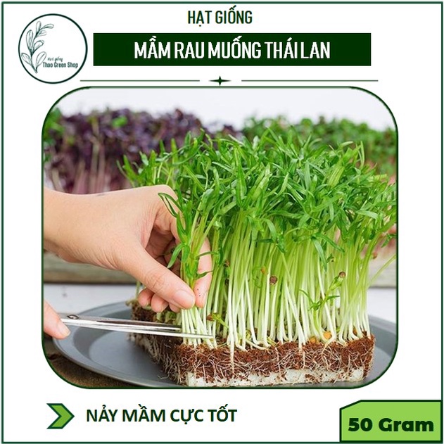 Hạt giống rau mầm rau muống - 50g