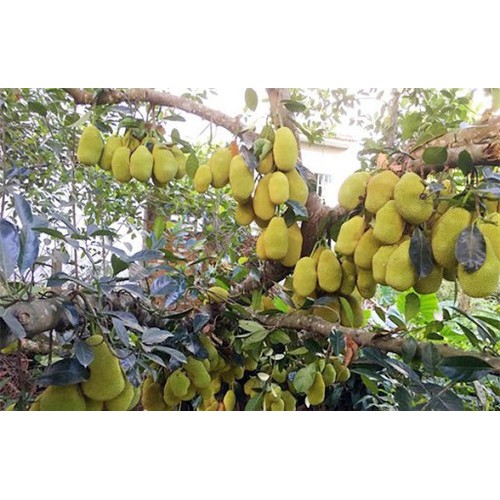 CÂY GIỐNG MÍT TA ( MÍT MẬT, MÍT DAI ) SIÊU QUẢ, SIÊU NGON, NGỌT, THƠM