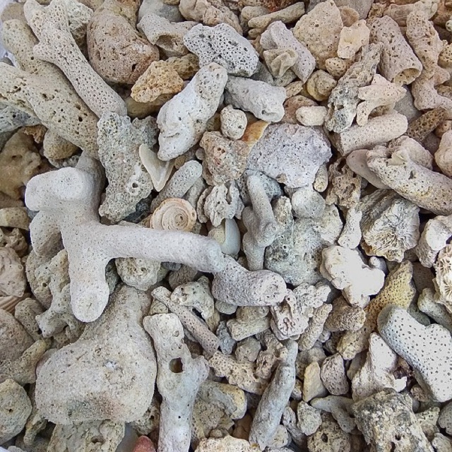 San hô lọc nước 200gram
