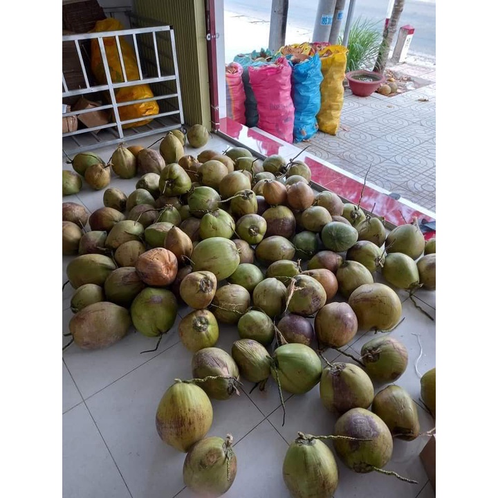 Dừa Sáp Sệt, Cơm vừa Nước Sệt (1_1.3kg)