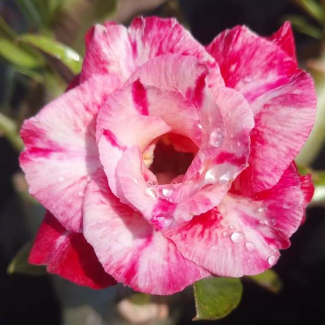 100 hạt sứ thái cánh kép nhập khẩu