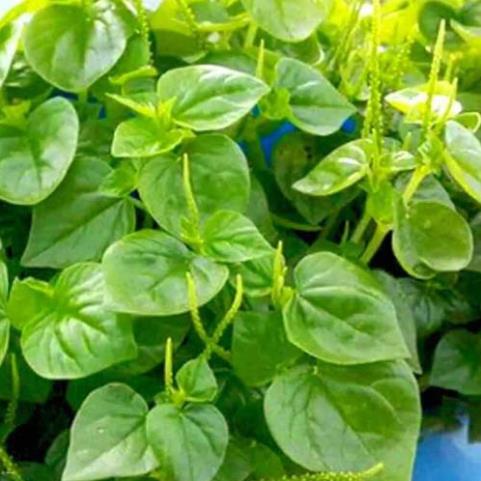 Hạt giống rau càng cua - gói 0.5 gram