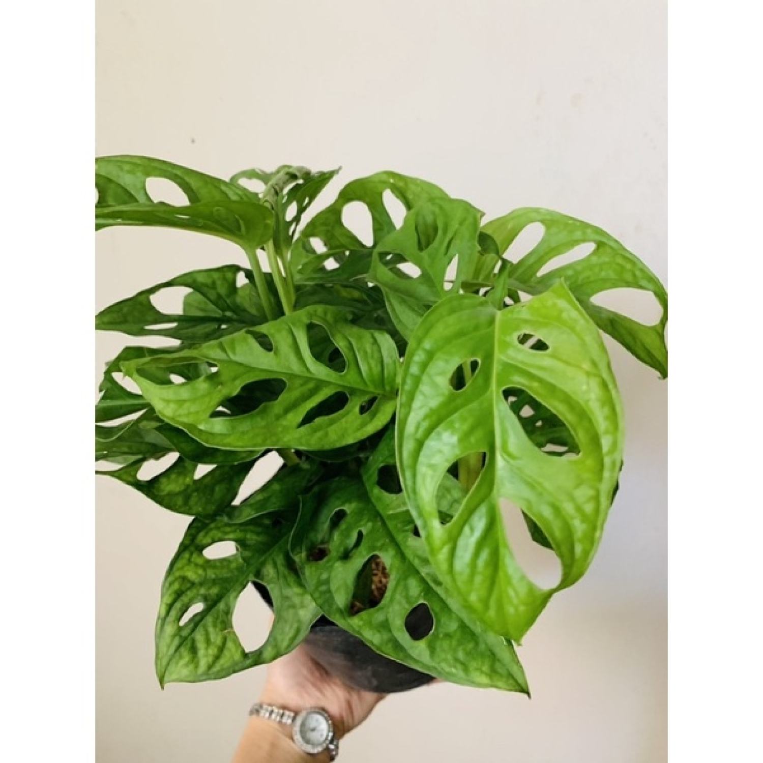 Chậu trầu bà lỗ nhiều thân