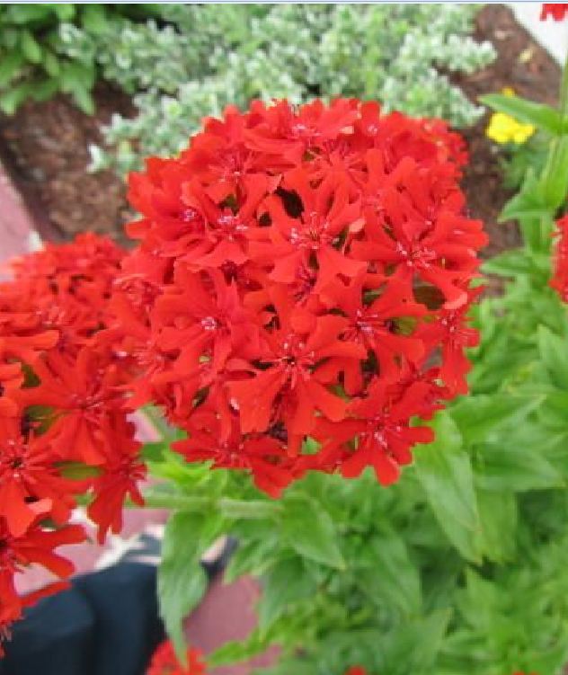 Red Thu La Flower Seeds - 1 Pack of 50 Seeds