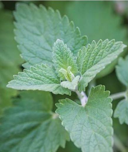 Hạt giống bạc hà mèo Catnip - Hàng công ty, nảy mầm tốt- Tặng gói bón lá
