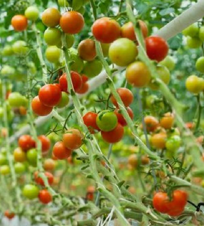 Hạt Giống Cà Chua Bi Đỏ (Cà Chua Cherry) F1 - Gói 30 hạt