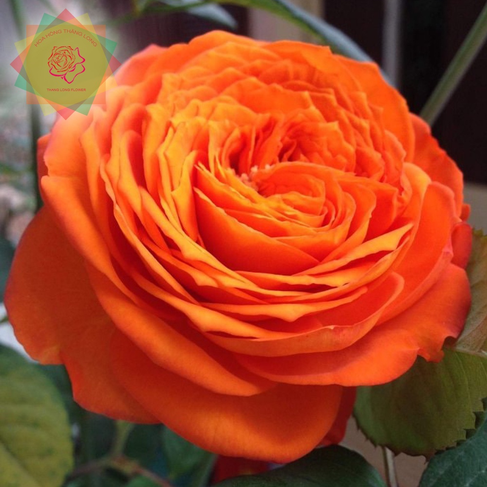 Chậu Cây hoa hồng ngoại Orange Romantica màu cam chín bông siêu bền