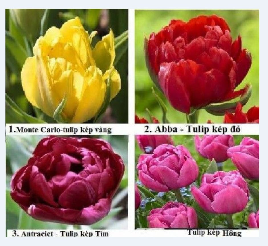 Set 5 củ hoa tulip -5 màu đỏ , vàng , cam,tím sọc , trắng đỏ lửa