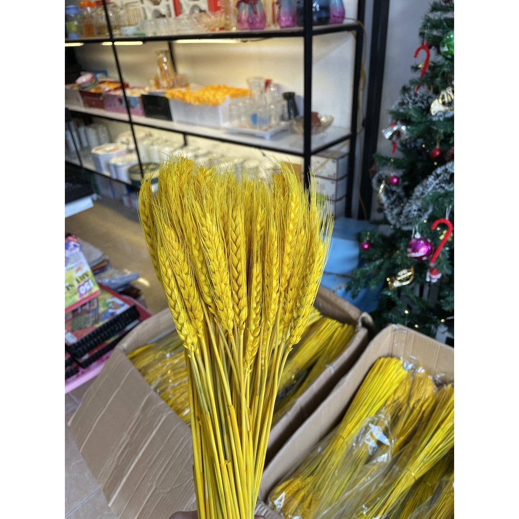 Bông Lúa Mạch Khô Decor Trang Trí Sét 100 bông