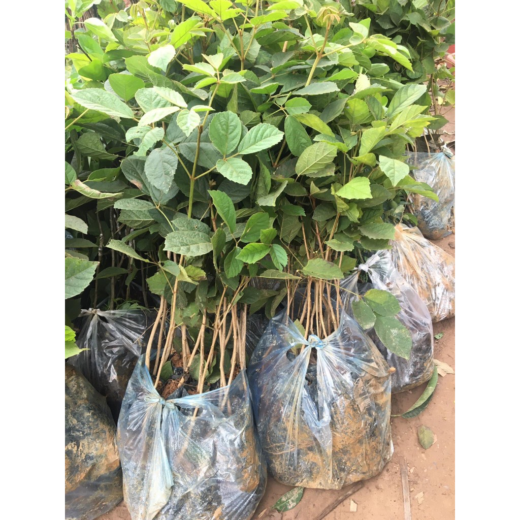 Cây giống phong linh hoa vàng