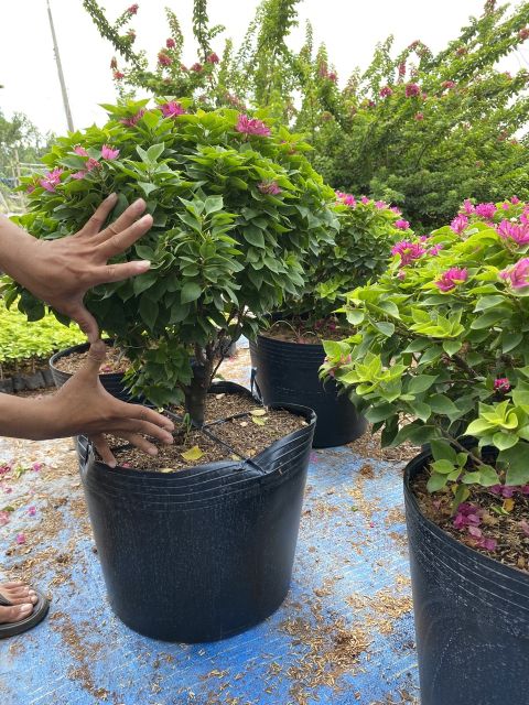 Giấy Mỹ... chậu lớn
