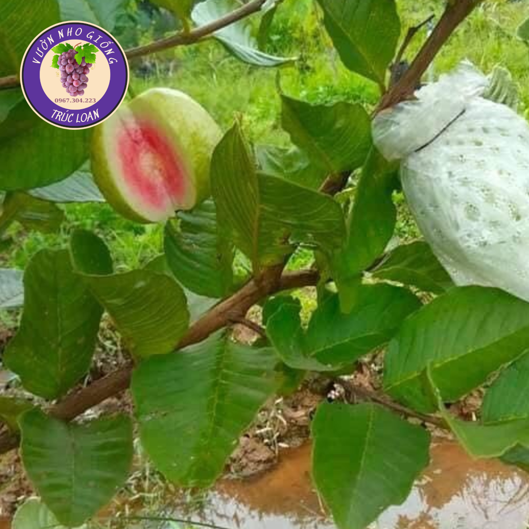 Cây ổi Ruby cực xịn