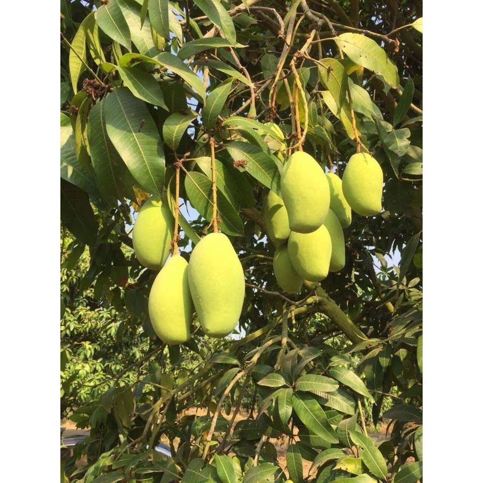 Cây giống xoài keo Campuchia (Cây khỏe đẹp, được kiểm tra cây)