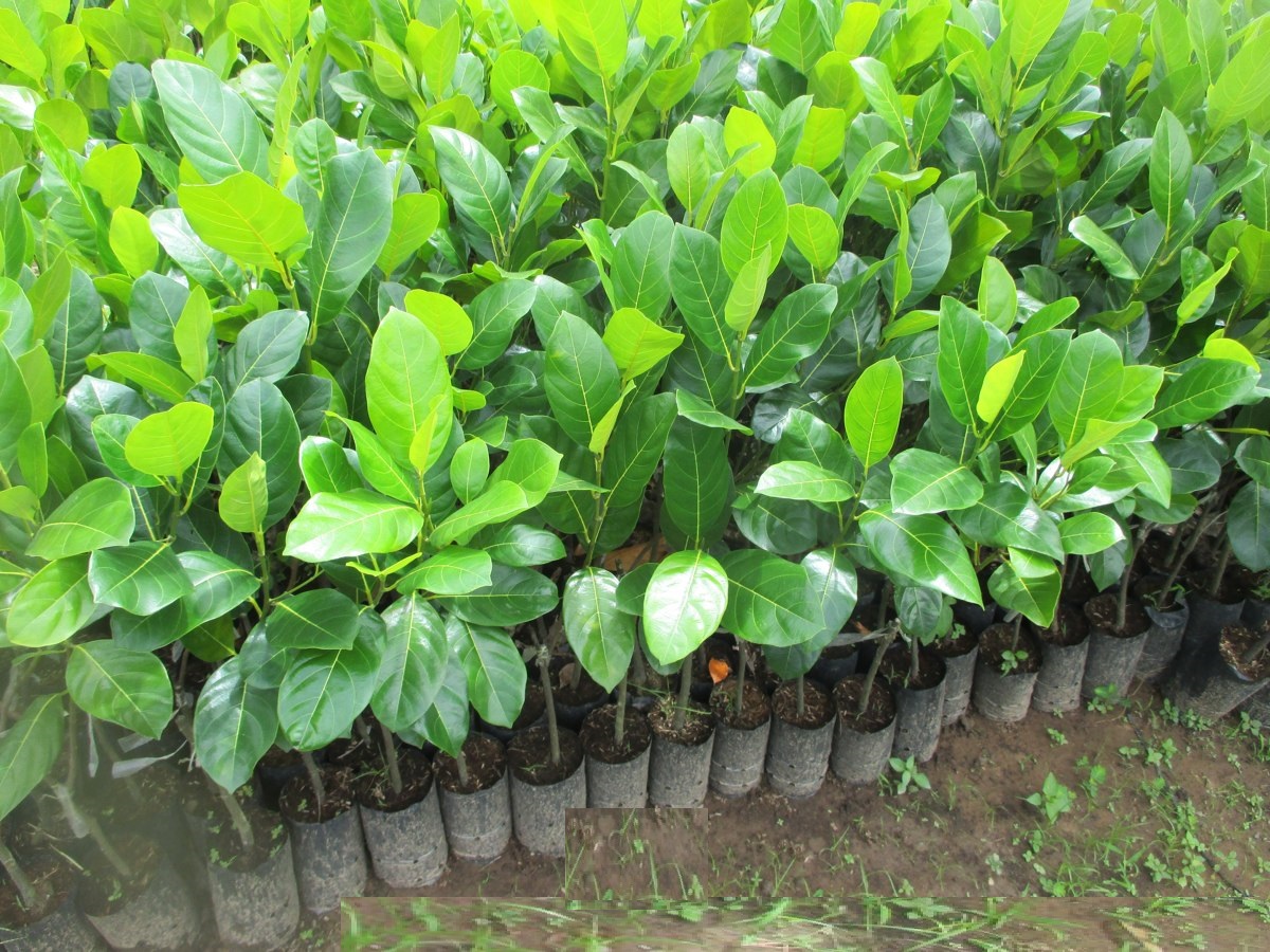 Cây MÍT MẬT ta, mít thuần Việt, giống cực ngon cam kết mang đến sự hài lòng cho khách hàng