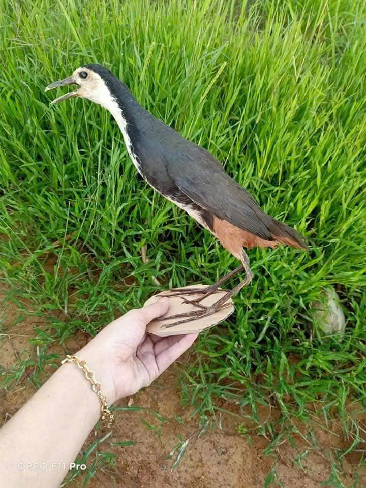 Quốc giả Chim mồi giả
