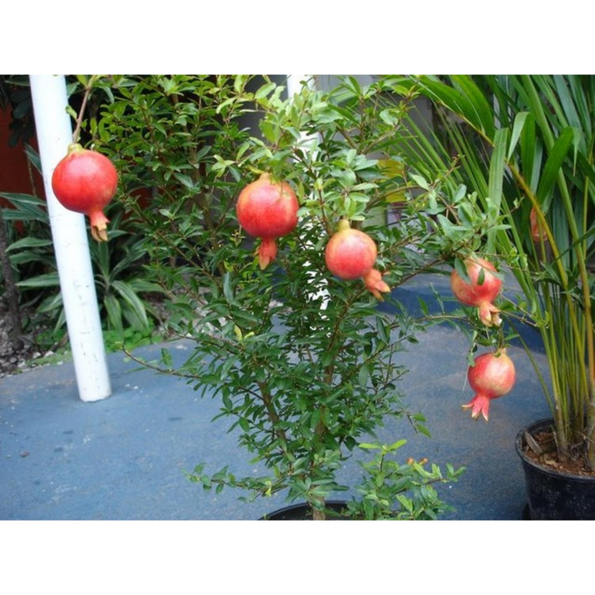 15 Hạt giống Lựu lùn (tặng Kích nẩy mầm, Hướng dẫn ươm)