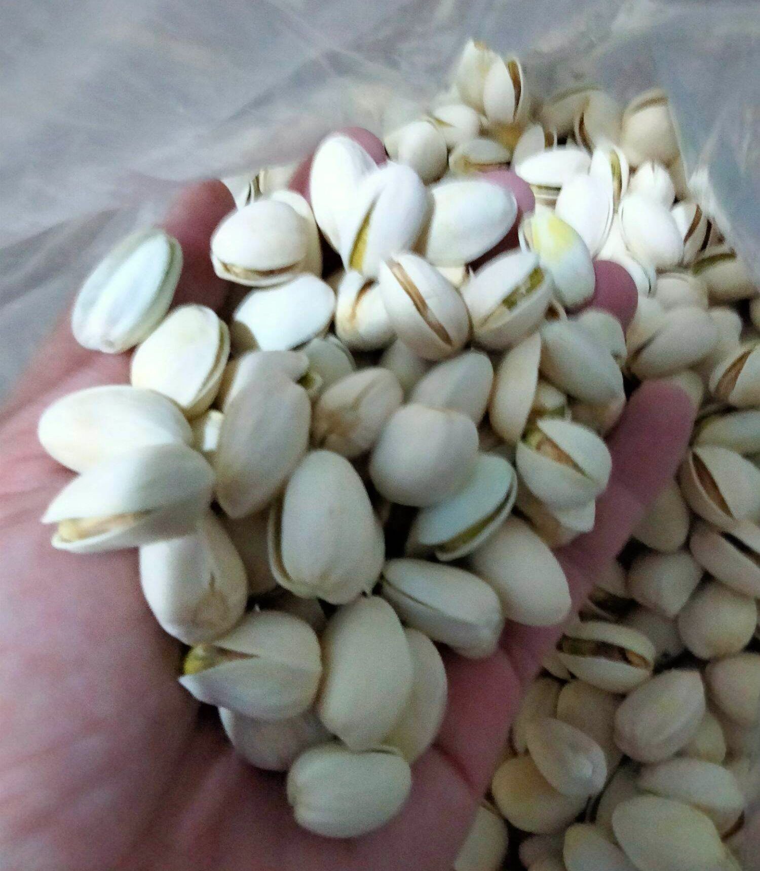 Hạt dẻ sống ngọt bùi (Loại 1 siêu to)
