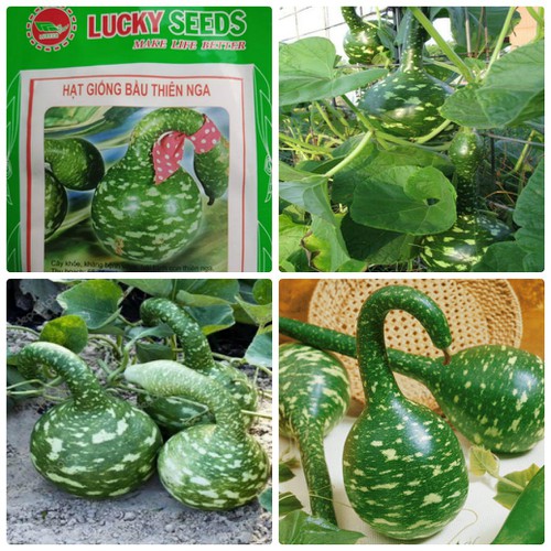 Hạt Giống Bầu Thiên Nga - 5 hạt/gói