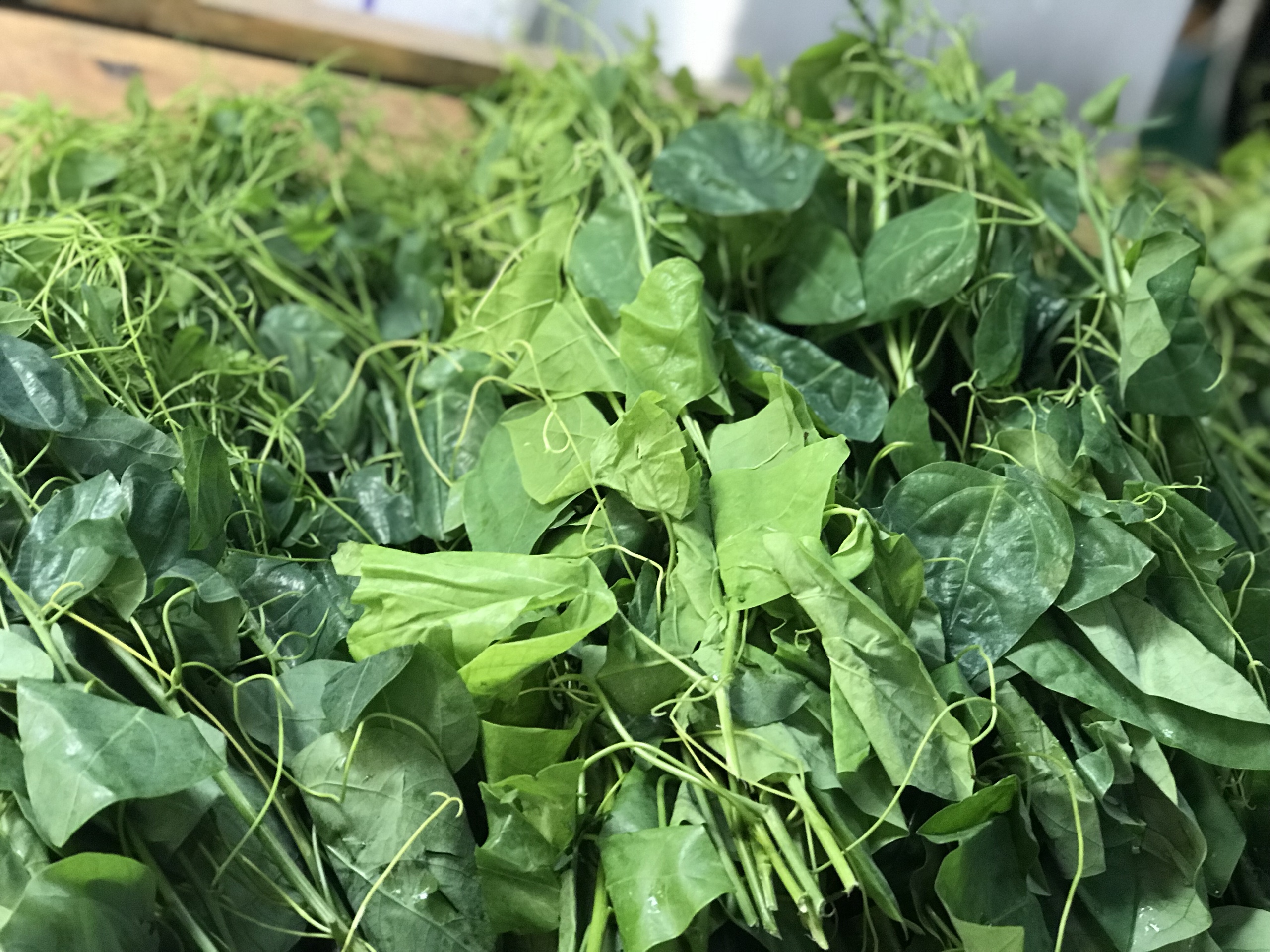 Cây giống Rau Bò Khai ( rau dạ hiến)