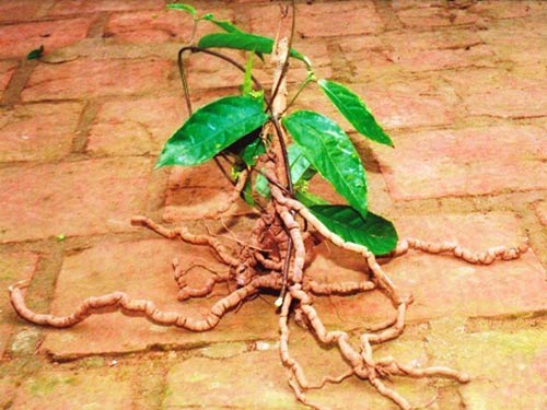 CÂY GIỐNG BA KÍCH TÍM