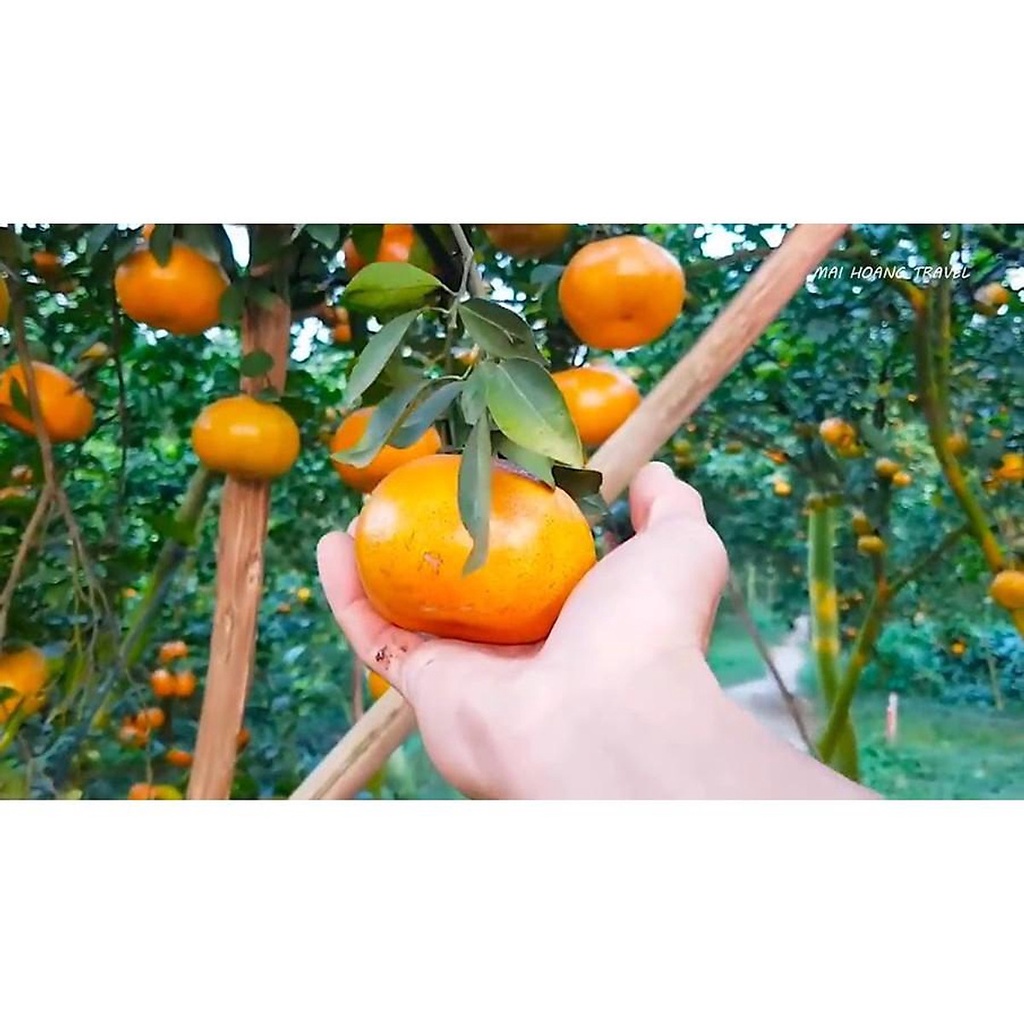 Cây giống Quýt Mỹ lùn siêu trái(CÂY GIỐNG NGỌC HIẾU)