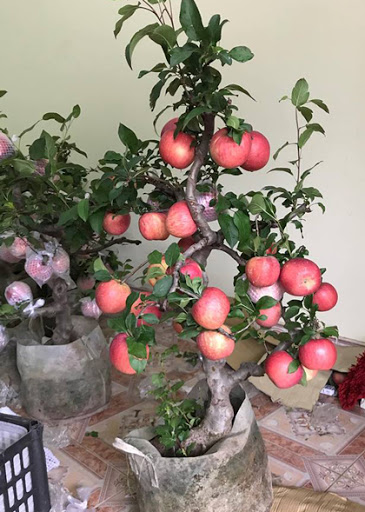 "Gói 10 Hạt " Hạt giống táo lùn  Mỹ