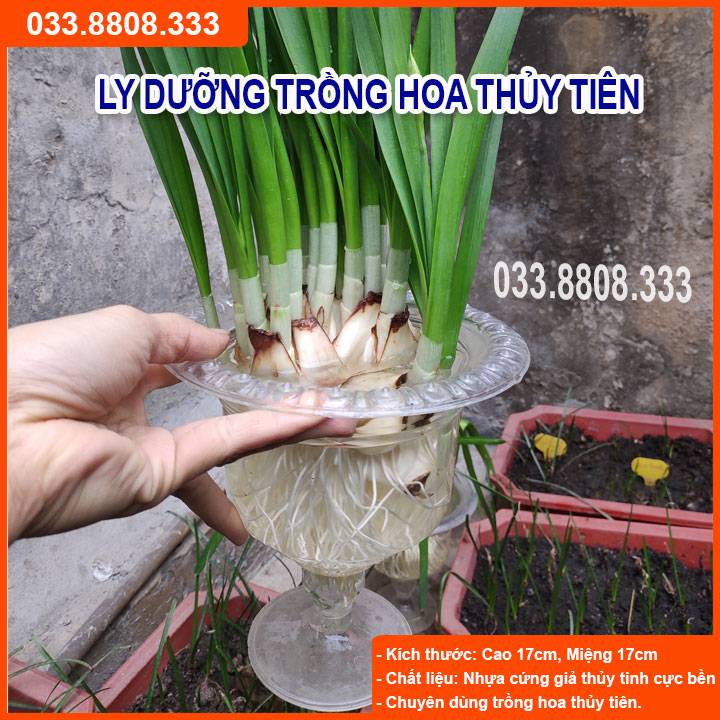 [Có sẵn] 10 Ly nhựa trồng hoa thủy tiên