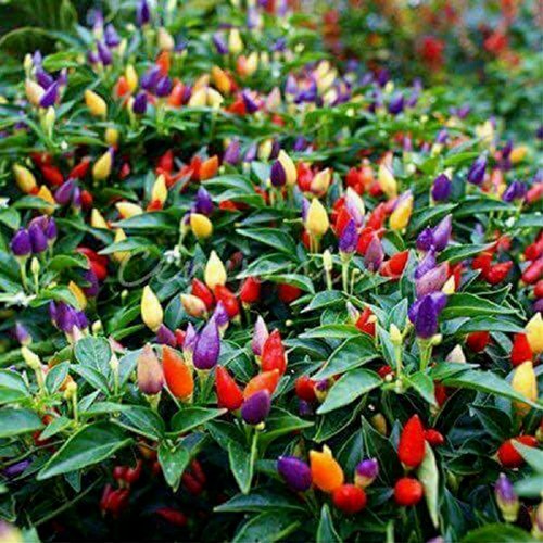 [ Siêu Hạt Giống ] Hạt giống ớt chỉ thiên ngũ sắc - 50 hạt