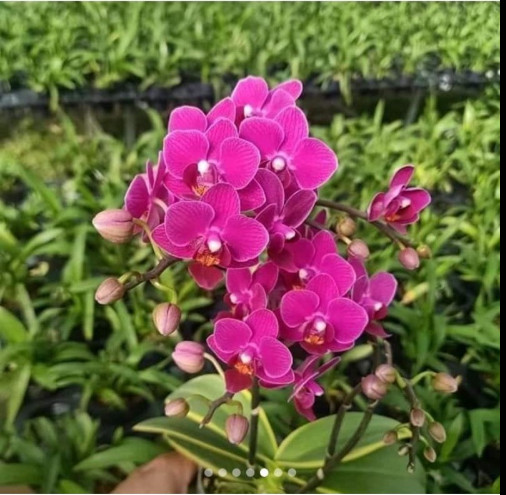 Hoa lan hồ điệp lá biên