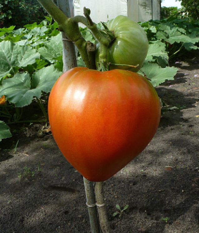Hạt giống cà chua đỏ trái tim - gói 30 hạt