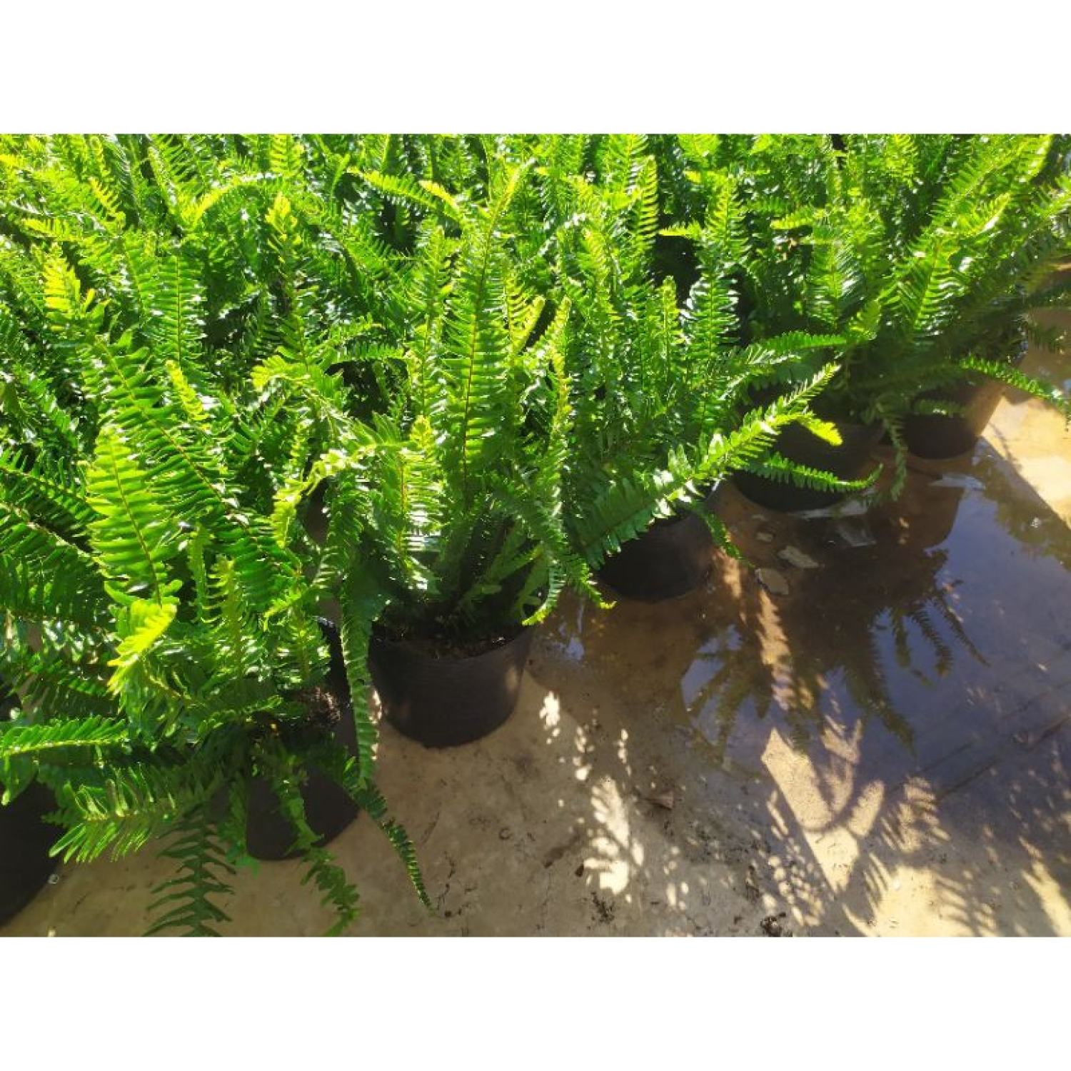 Cây dương xỉ lá me (Nephrolepis cordifolia)