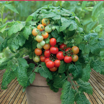 " Gói 30 "Hạt giống cà chua bi lùn đỏ [Seeds]