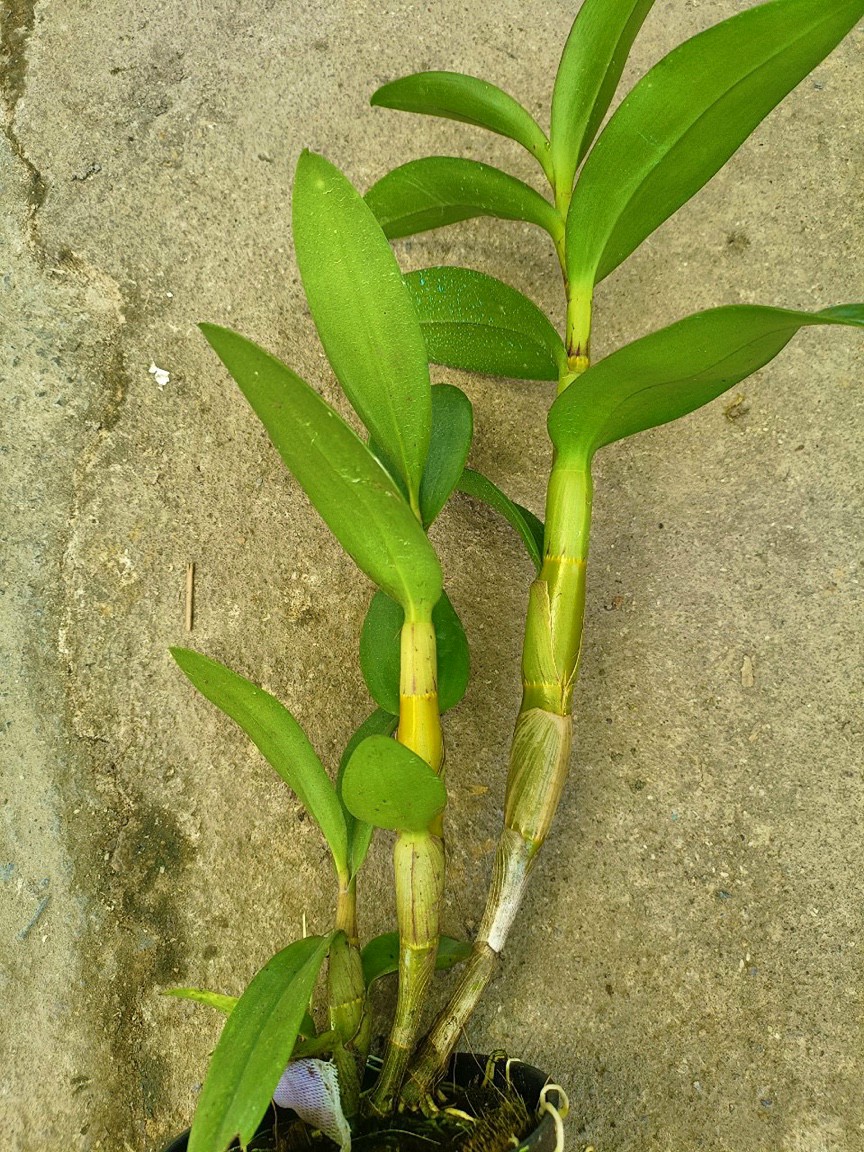 HOA LAN HỔ MANG XỔ CHỚP 5%