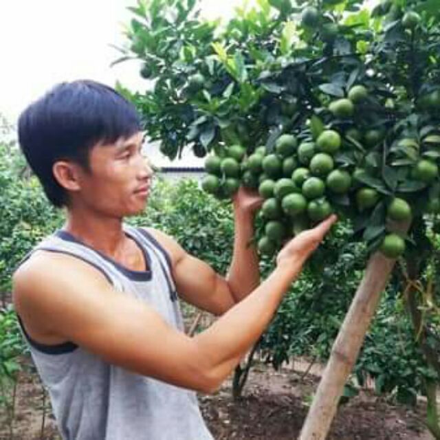 Cây chanh tứ quý, Cây lớn đang hoa