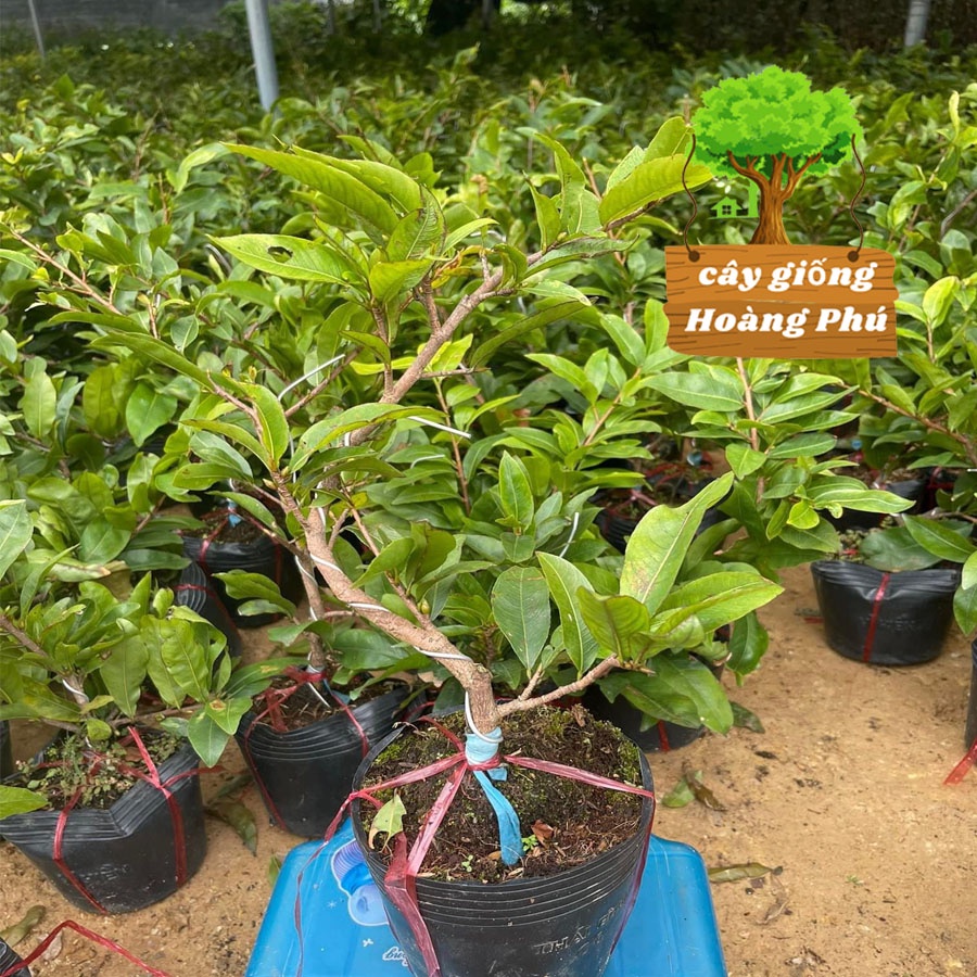 Cây mai vàng bon sai mini (1 chậu)