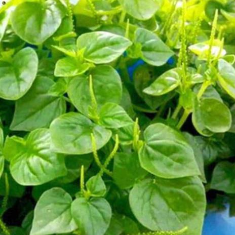 Hạt giống rau càng cua - gói 0.5 gram