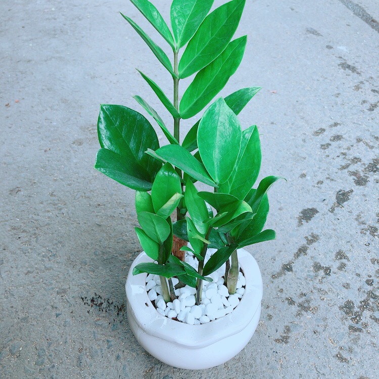 Chậu Kim Tiền Thái