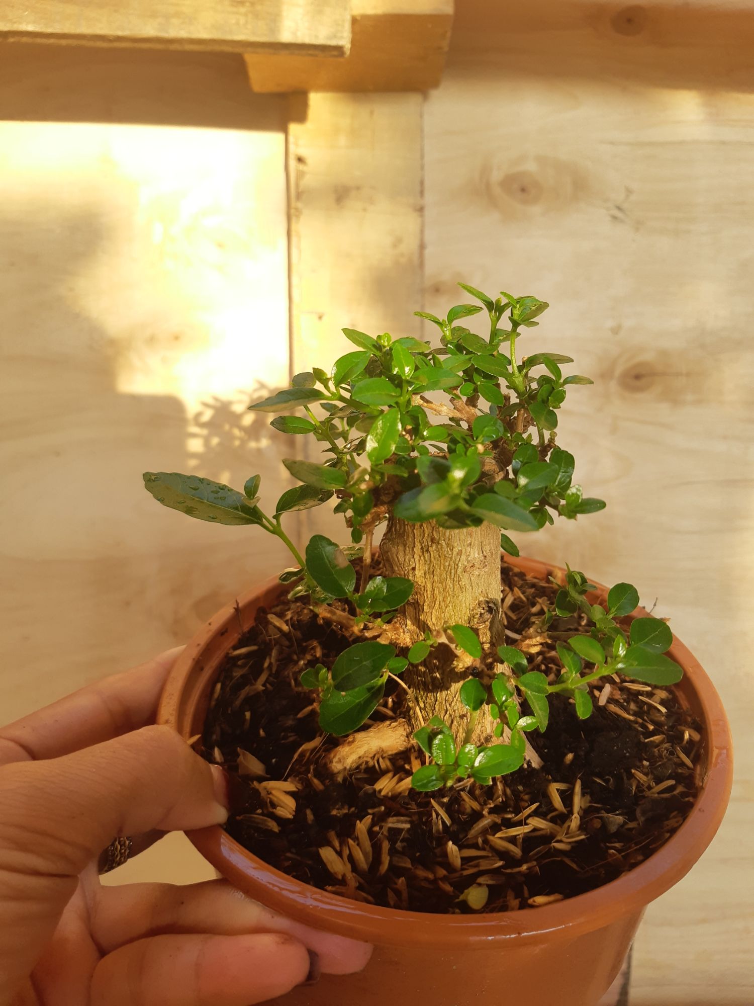 Sam hương mini TẶNG CHẬU