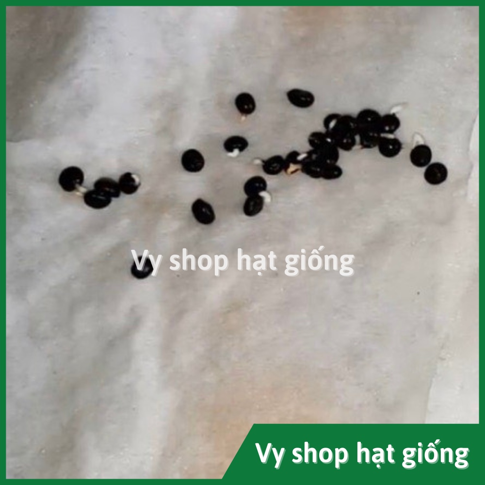 Hạt giống măng tây xanh Thái Lan