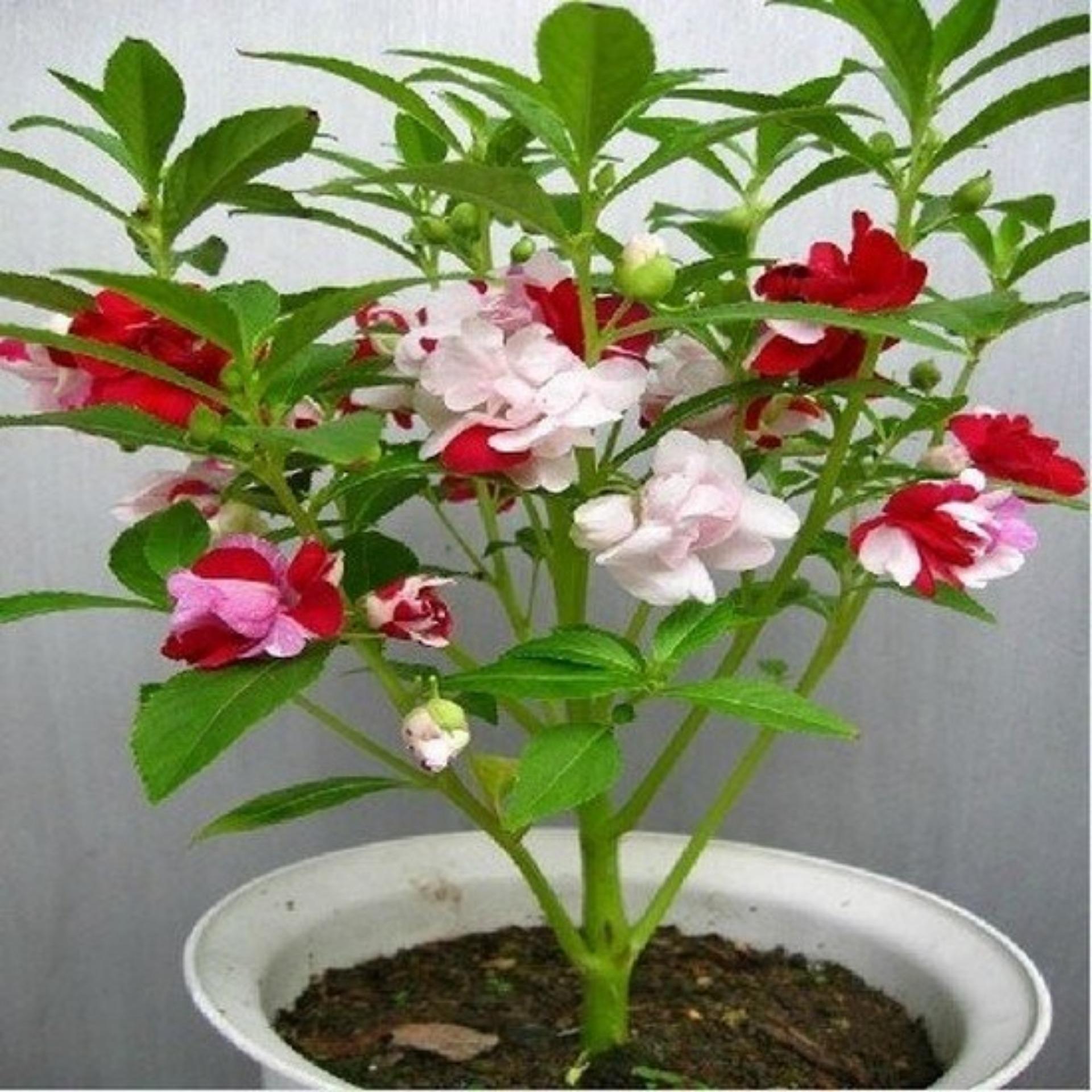 50 Hạt giống Móng tay kép mix