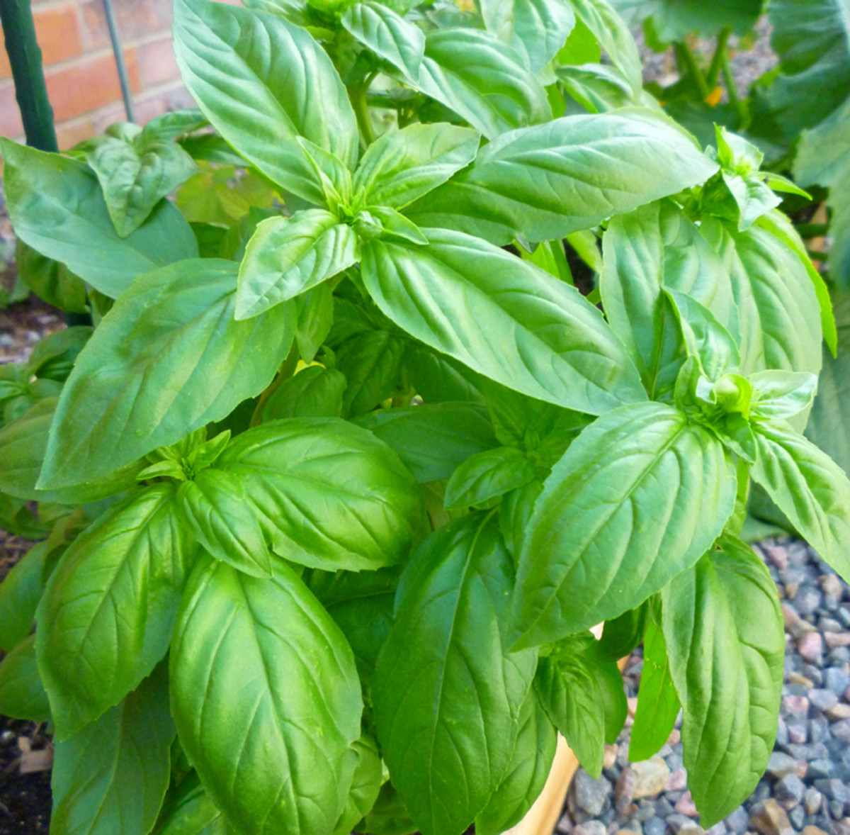 Hạt Giống Quế Tây (BASIL) 2gr
