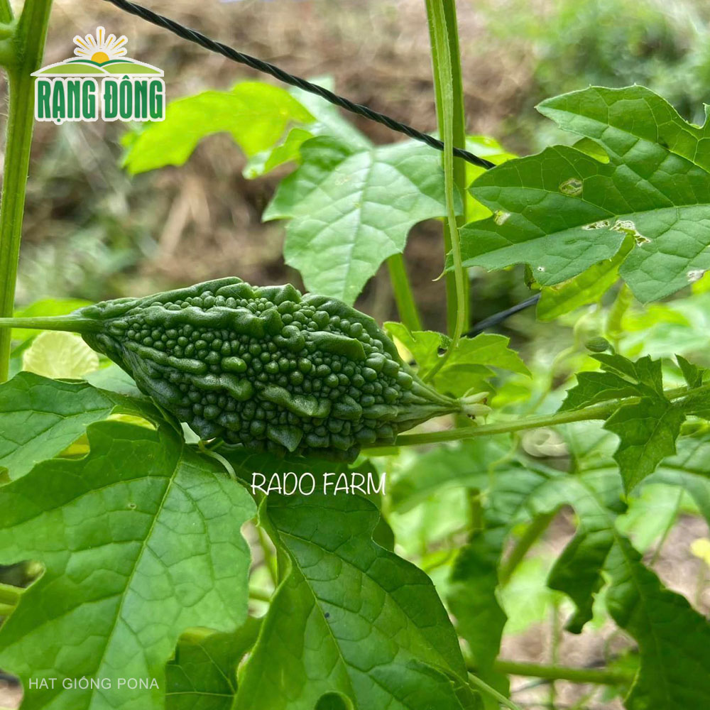 Hạt giống Khổ qua rừng RADO 52 (1g) - Hạt giống Rạng Đông