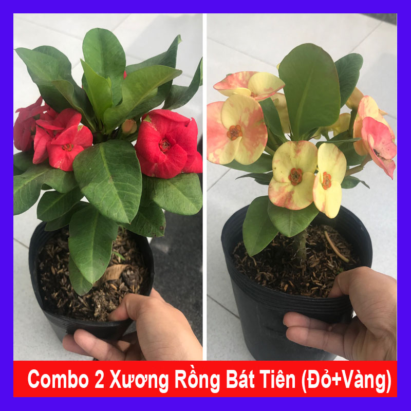 Combo 2 chậu xương rồng bát tiên ( màu đỏ + màu vàng)
